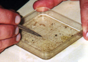 Examining part of a trap sample.