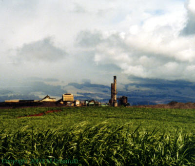 An old mill and a cane field.