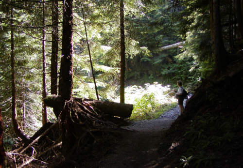 Sunshine in the forest.  With Karen.