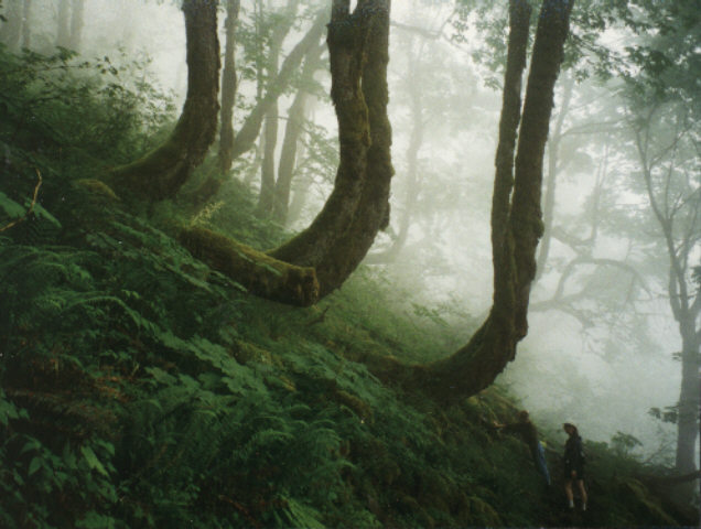 Strange old trees.  With Thea and Karen.