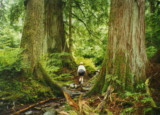 Some very old trees.  With Karen.