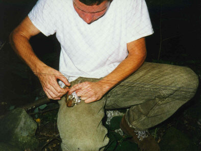 Freeing a bird from a mist net